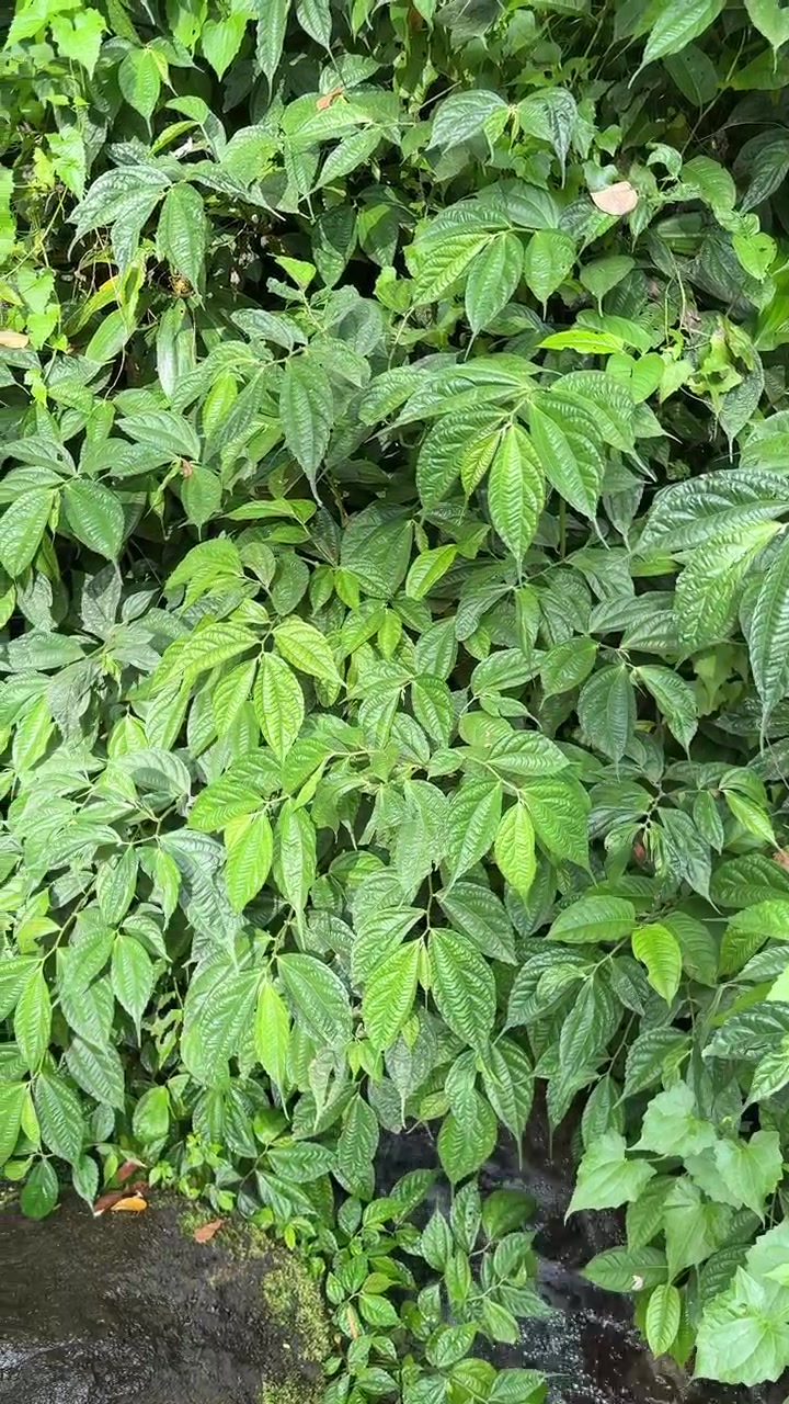 Fogliame verde lussureggiante che sovrasta un piccolo ruscello che scorre