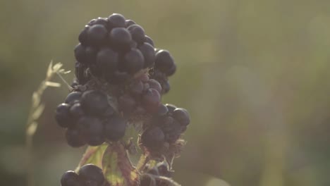 arbusto de mora que crece salvaje a medida que se acerca el otoño
