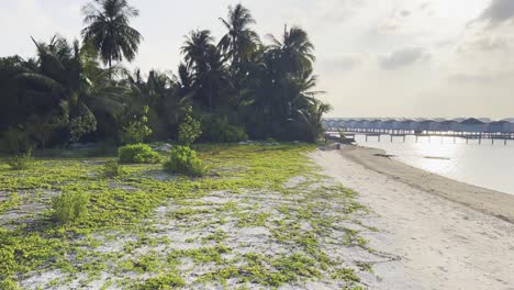 explore the enchanting island of maldives on a pathway lined with lush palm trees, with views of the sparkling ocean waters and iconic overwater bungalows
