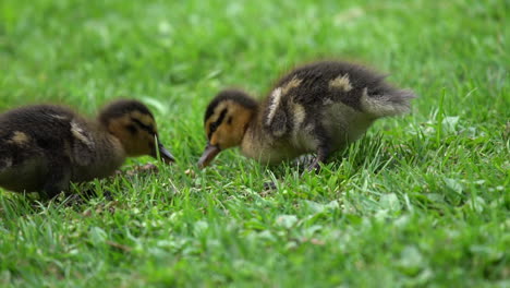 ducklings feeding on a lawn in slow motion