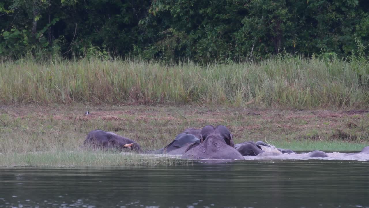 los elefantes asiáticos están en peligro y esta manada se divierte jugando y bañándose en un lago en el parque nacional khao yai