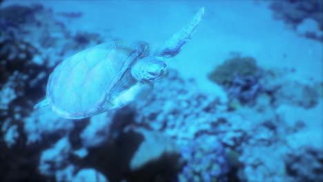 green sea turtle swimming through a coral reef