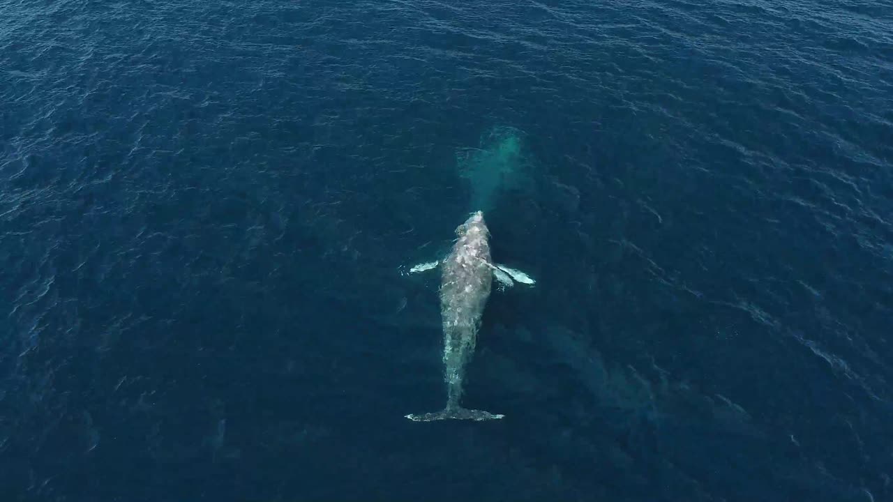 회색 고래 부상의 조감도