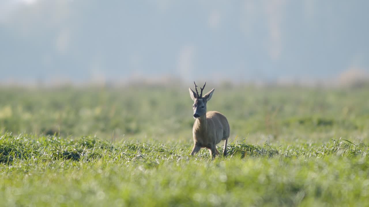 corzo salvaje común primer plano perfecto en pradera pasto otoño hora dorada luz