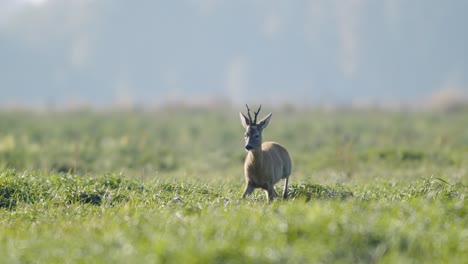 Corzo-Salvaje-Común-Primer-Plano-Perfecto-En-Pradera-Pasto-Otoño-Hora-Dorada-Luz