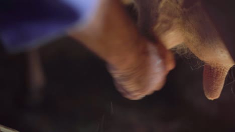 primer plano de la mano ordeñando una ubre de vaca