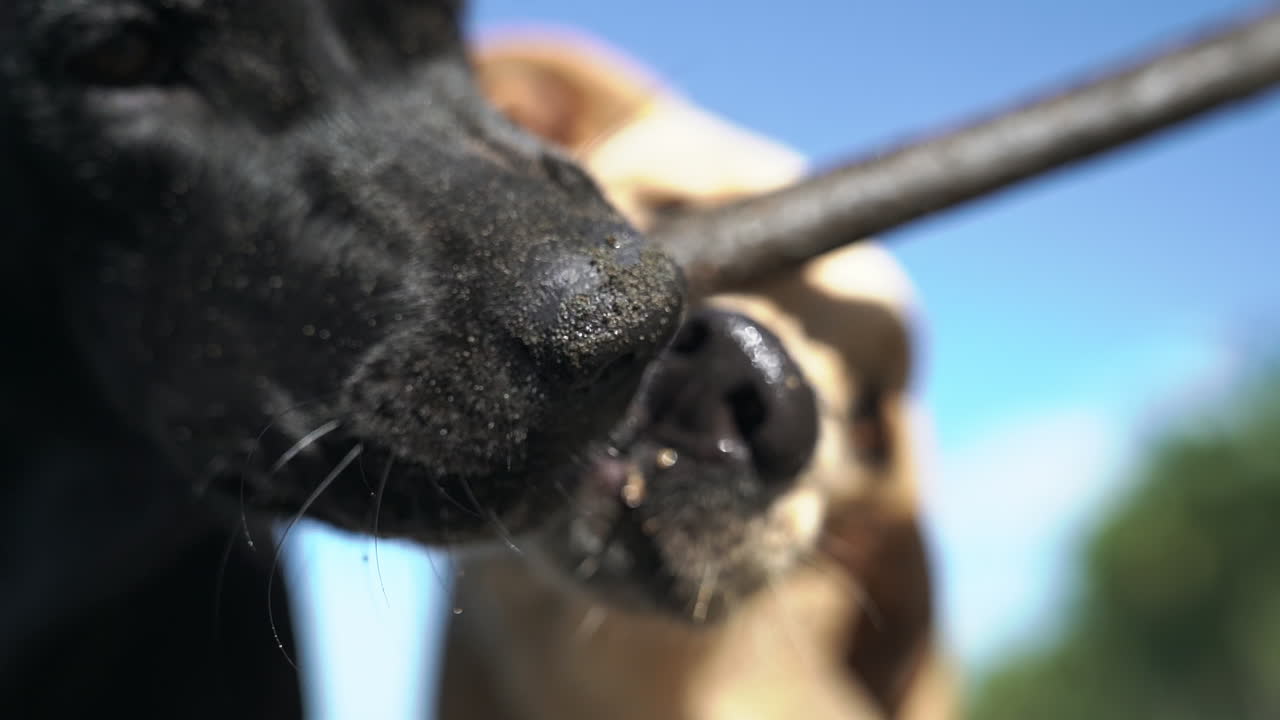 스틱, 슬로우 모션으로 장난스럽게 씨름하는 두 마리의 개 닫습니다