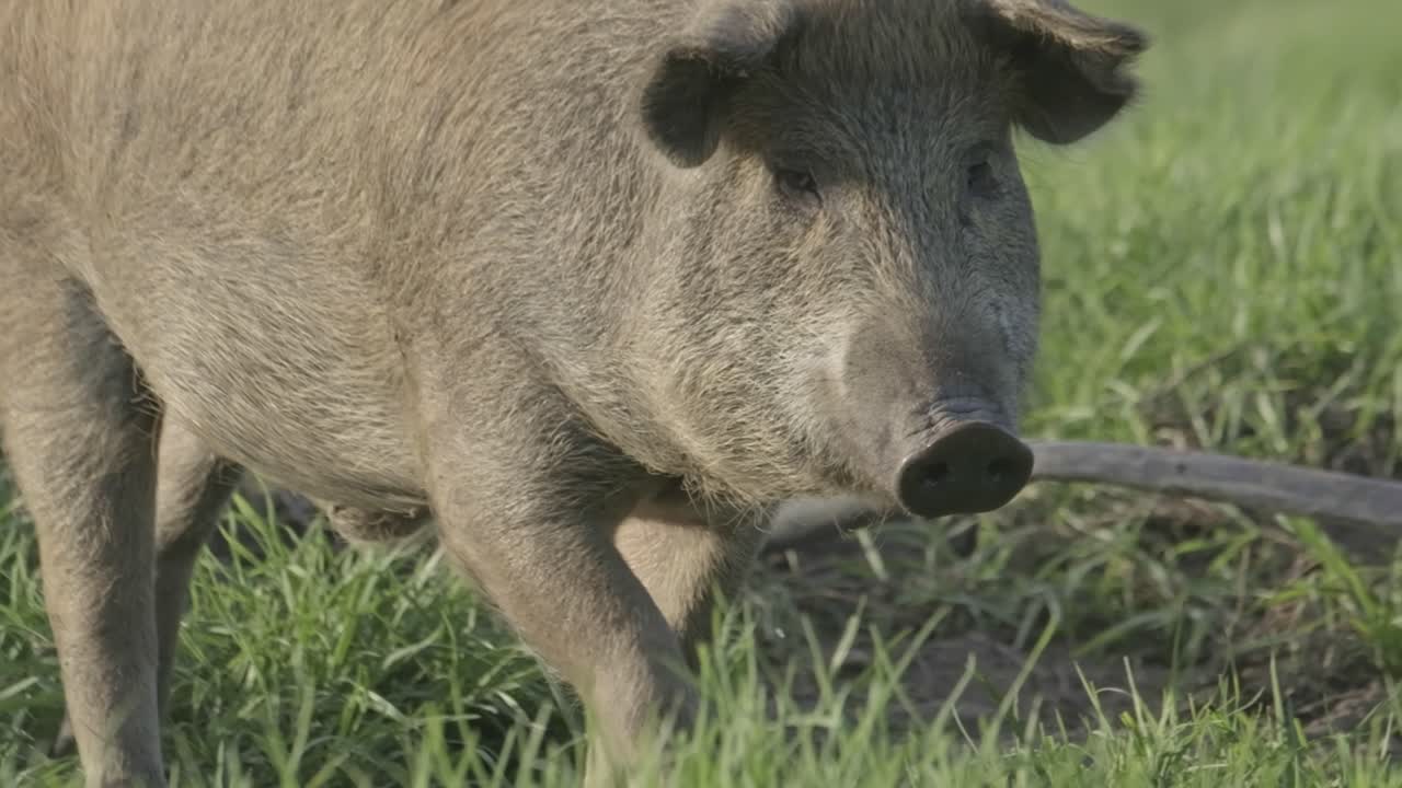 Happy free range piggy walking over a green field