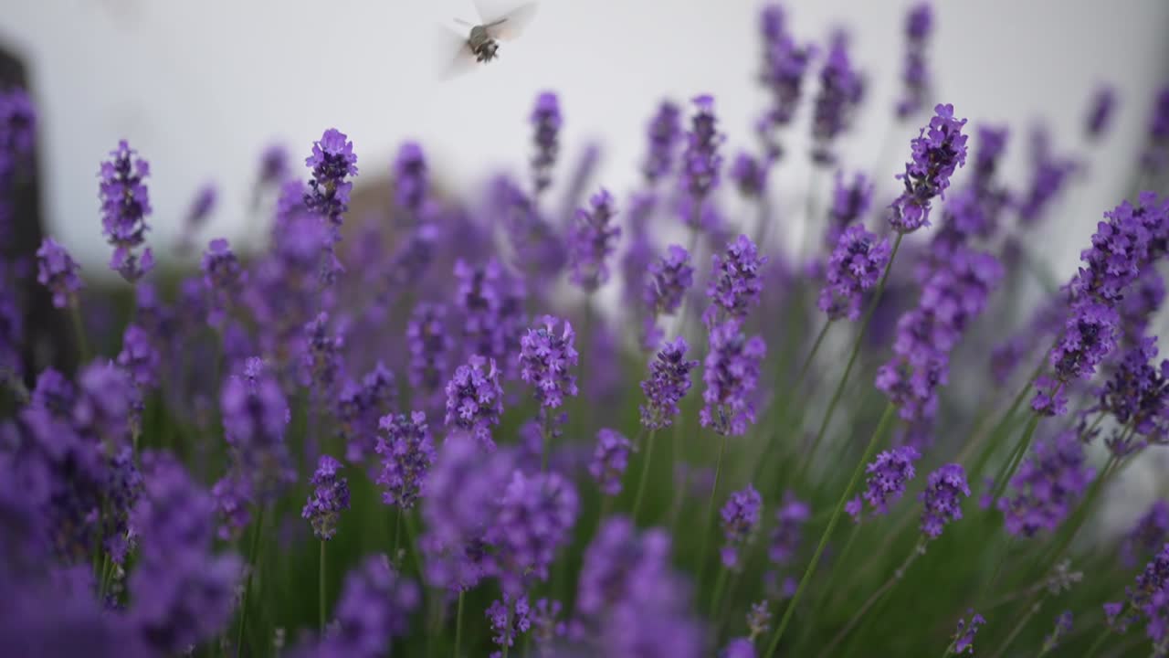 Hummingbird hawk-moth hovers over blooming lavender in a graceful dance of motion and scent, capturing the essence of summer stillness and natural wonder