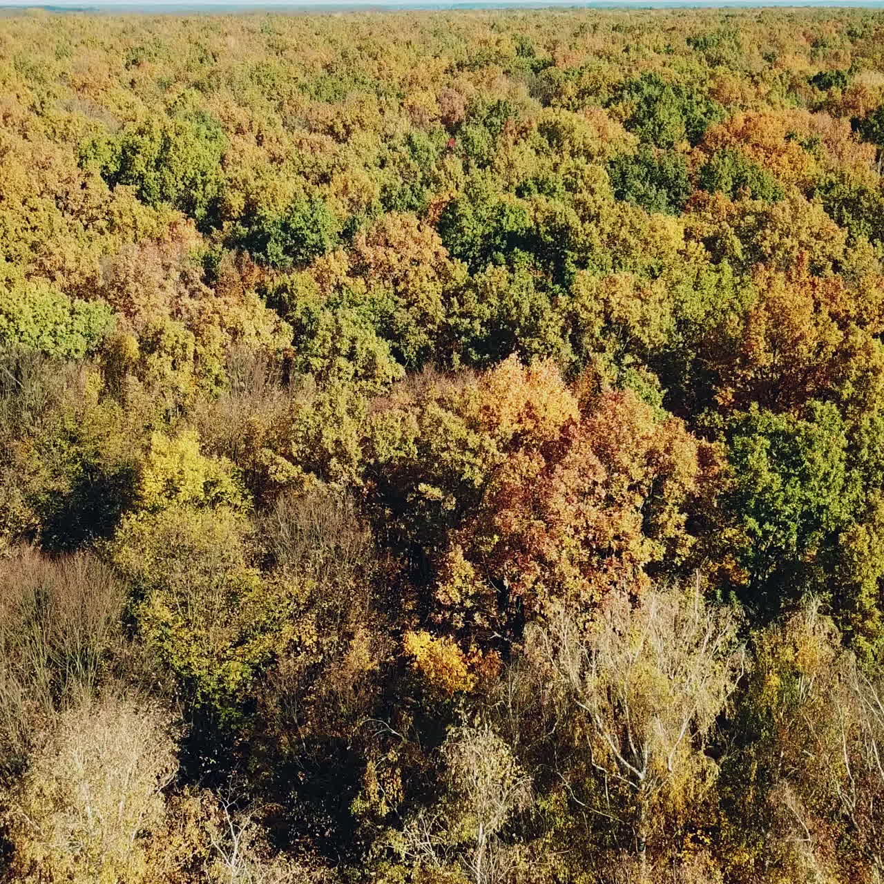 Slow motion of drone moving above the tops of trees of diffferent colors. Birds-eye view of forestin autumn in a bright sunny day.