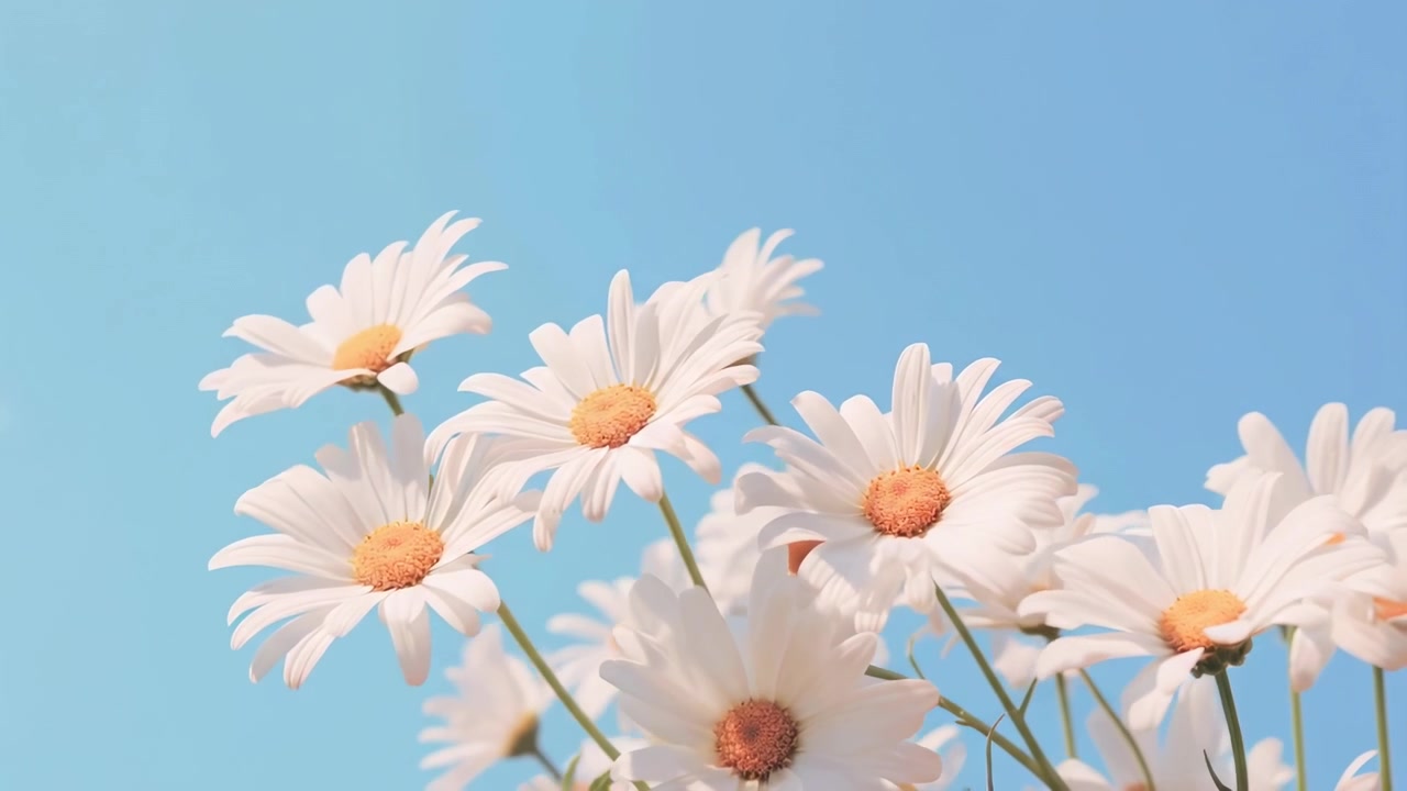 맑고 푸른 하늘 아래 살랑이는 하얀 데이지 꽃