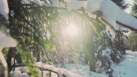 snowy winter forest