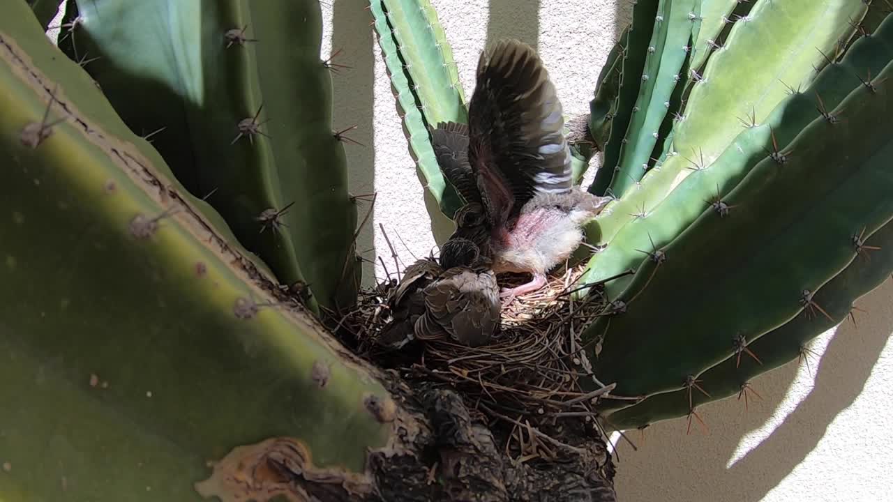 A baby bird raises its wings in fear, Scottsdale, Arizona