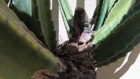 a baby bird raises its wings in fear, scottsdale, arizona