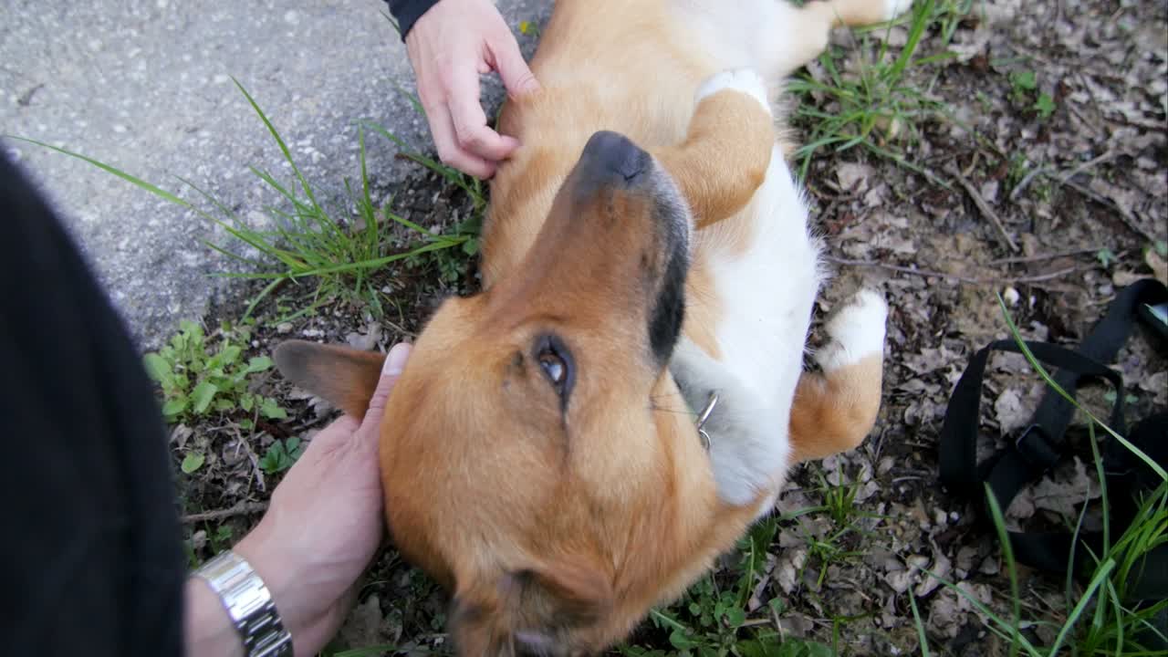 귀여운 개 안기