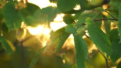 beautiful autumn sunny landscape. closeup view of branches of tree with colourful green and yellow leaves in foreground isolated at blurry natural boke background with sunlight transparenting.