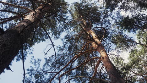 wald im tageslicht