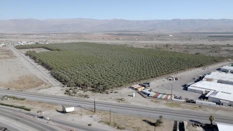 Gran-Vivero-De-Palmeras-En-Coachella,-California,-Con-Video-De-Drones-De-Ancho-Y-Avanzando.