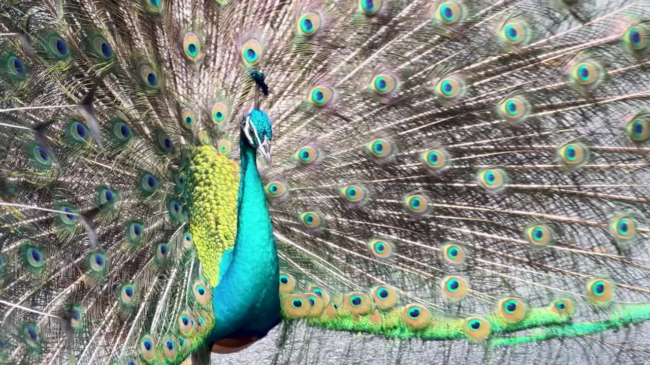 Um pavão macho exibe suas coloridas penas iridescentes da cauda durante um ritual de cortejo à luz do dia