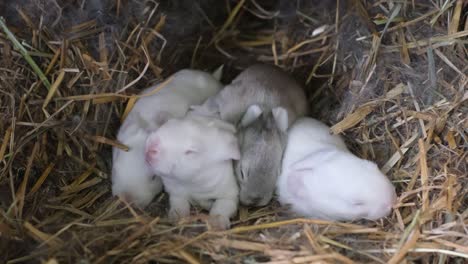 Newborn Baby Rabbits Huddled in a Cozy Nest