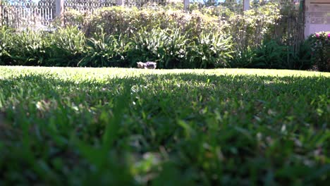 Yorkie-playing-fetch-with-a-red-ball-on-green-grass