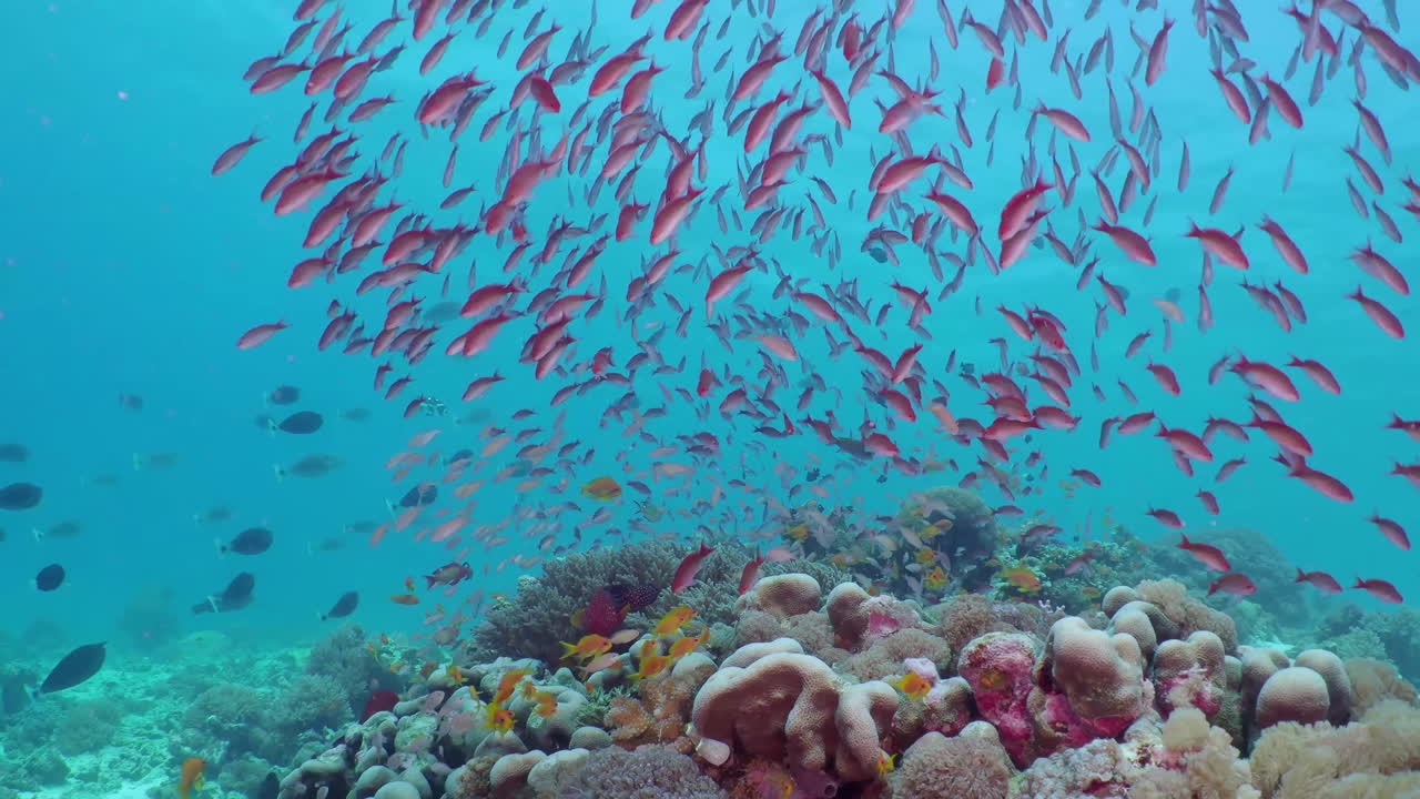Flock of small beautiful red fishes Silverstreak anthias (Pseudanthias cooperi) at the bottom of the sea.