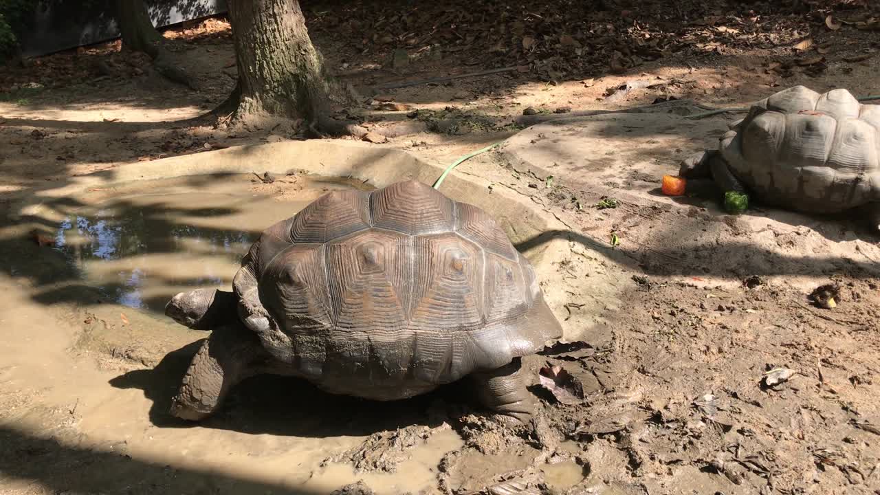 Giant or Seychelles giant turtle walking