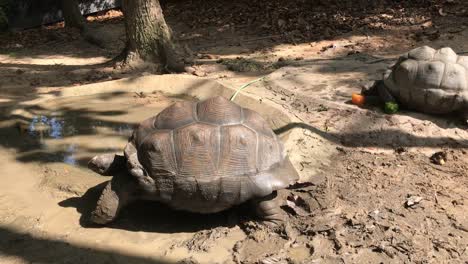 giant or seychelles giant turtle walking