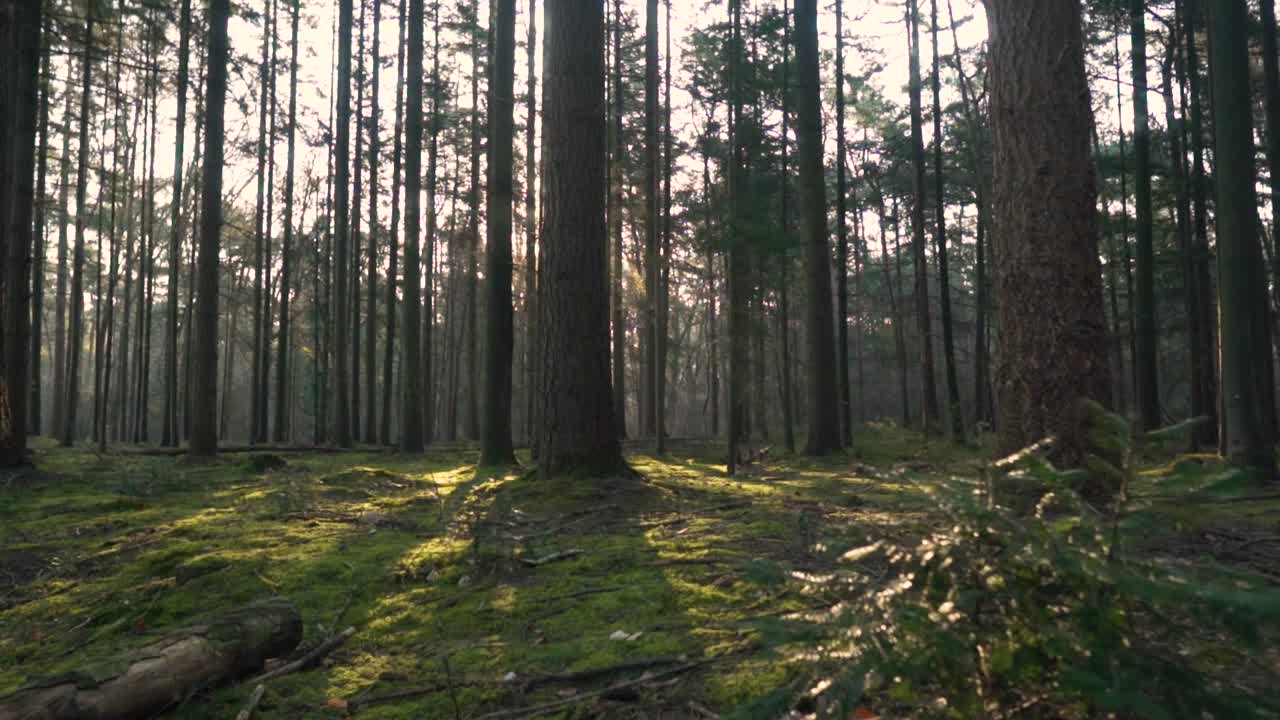 Sunlight filtering through a pine forest