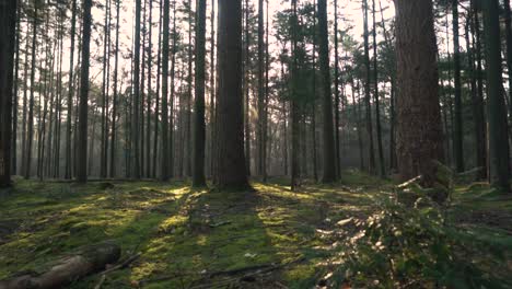 sunlight filtering through a pine forest