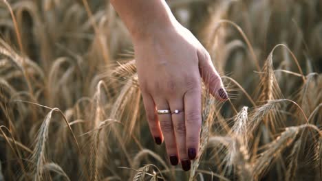 Die-Hand-Der-Braut-Berührt-Die-Körner-Auf-Den-Feldern-Während-Des-Sonnenuntergangs