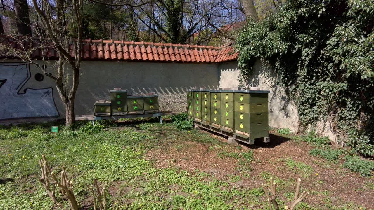 꿀벌이 날아다니는 평온한 봄날 식물원에 있는 벌통의 벌집 - 체코 공화국 올로모우츠