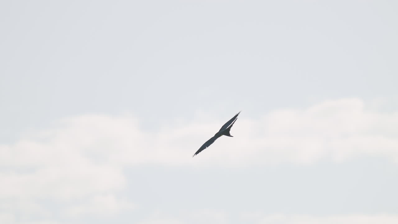 Swallow Tailed Kite Flying Against Cloudy Sky