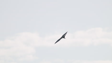 swallow tailed kite flying against cloudy sky