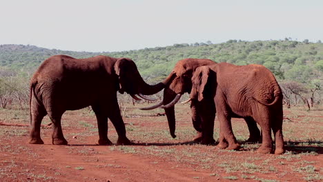 Un-Pequeño-Grupo-De-Elefantes,-Loxodonta-Africana-Luchan