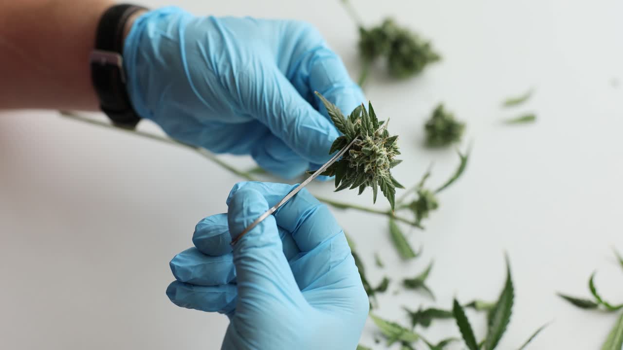 Trimming cannabis plant