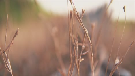 Close-view-of-dried-plants-near-beach,-butterfly-flies-in-background,-shallow-focus,-static