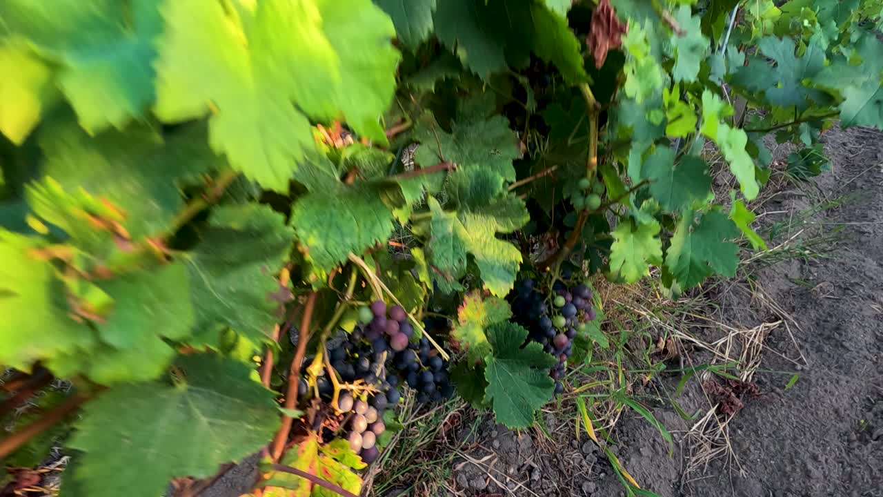 uvas madurando en un viñedo exuberante al amanecer