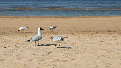 aggressive black headed gull at the beach