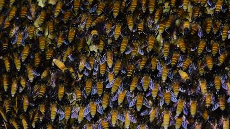 Se-Sabe-Que-Las-Abejas-Melíferas-Gigantes-Construyen-Grandes-Colonias-De-Nidos-Con-Bolsillos-Simétricos-Hechos-De-Cera-Para-Almacenar-Miel-Como-Fuente-De-Alimento.