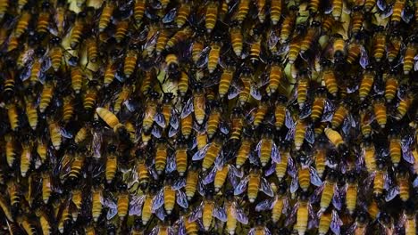 se sabe que las abejas melíferas gigantes construyen grandes colonias de nidos con bolsillos simétricos hechos de cera para almacenar miel como fuente de alimento.