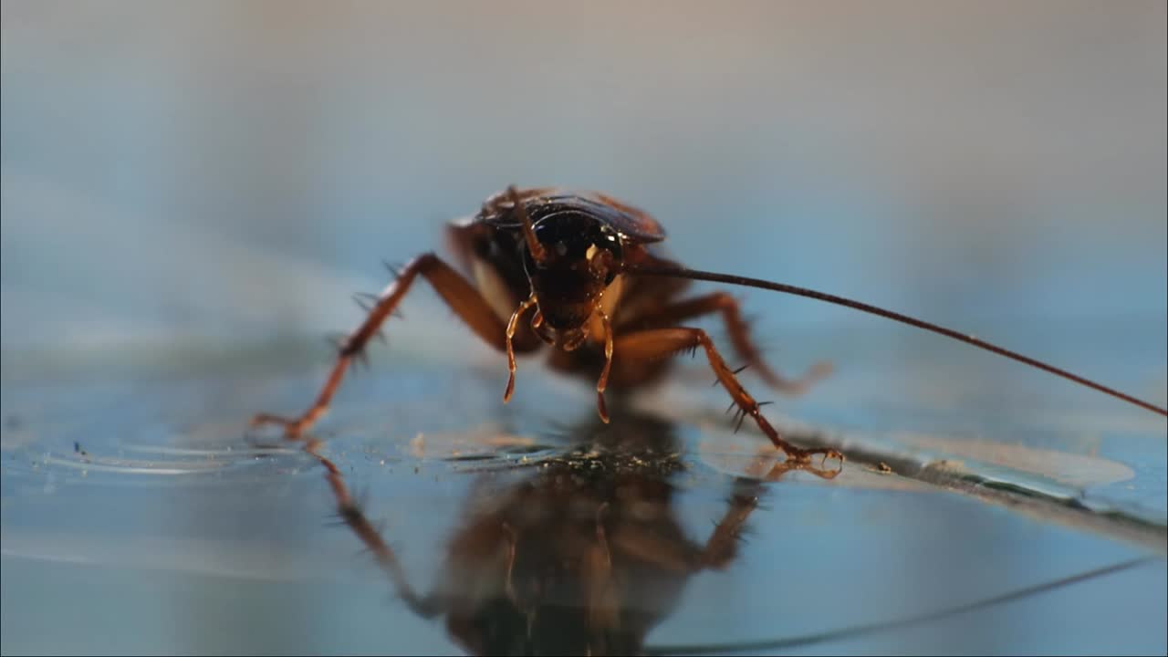 documental de insectos, aislado, tiro macro, piso verde