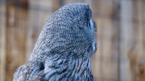 Búho-Strix,-Nativo-De-La-Región-Ecozonia-De-Perpiñán,-Francia,-Mientras-Gira-Lentamente-La-Cabeza-Para-Inspeccionar-Su-Entorno