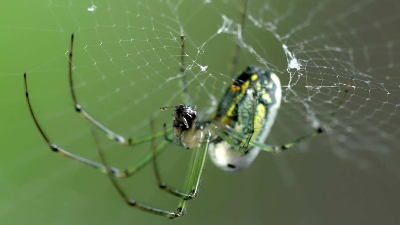 Orchard Spider Macro Shot, Vibrant Green and Yellow Arachnid on Web