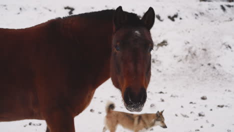 Caballo-Bayo-Con-Nieve-En-La-Nariz-Mira-En-La-Cámara-Comiendo-Comida