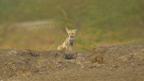 Two-Desert-fox-Pups-or-kits-play-and-return-to-their-den-in-the-Rann-of-Kutch-in-Gujarat-in-India-spotting-danger,-denning-in-the-early-summers-they-wait-for-their-parents-to-come-with-food