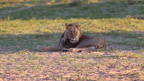 male african lion resting in kalahari shade calls out for others