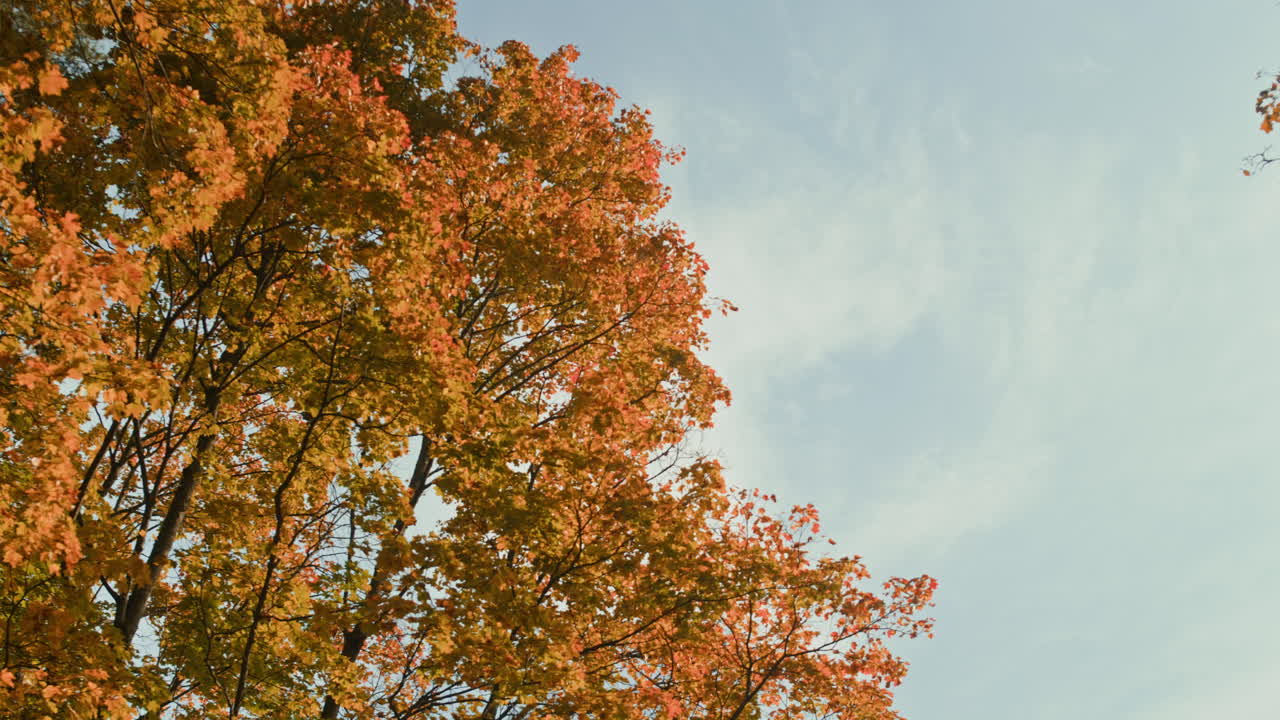 Autumn Foliage Against a Blue Sky