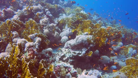 4k video footage of fire coral (millepora) in the red sea, egypt