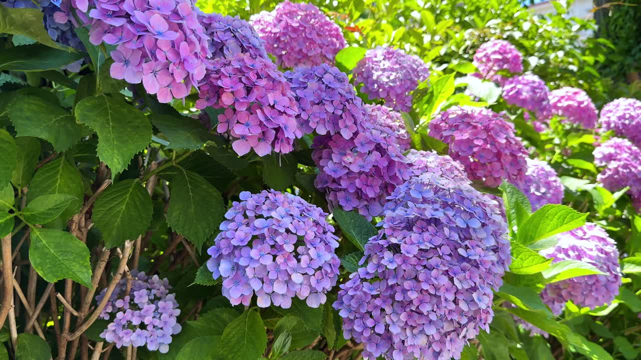 las hortensias púrpuras en flor en un jardín soleado con hojas verdes exuberantes